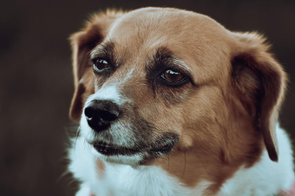 Animalenthusiastgroup