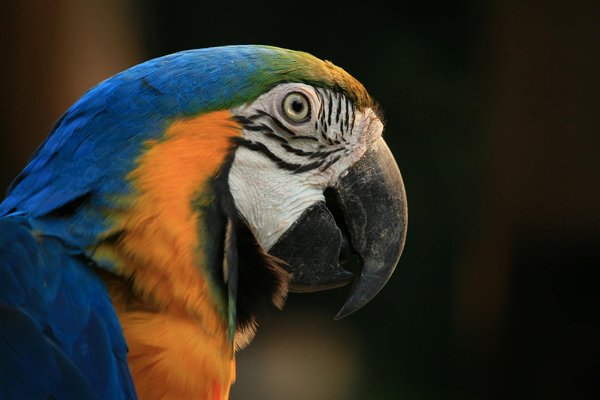 Comment reconnaître les signes de stress chez votre chat et comment y remédier ?