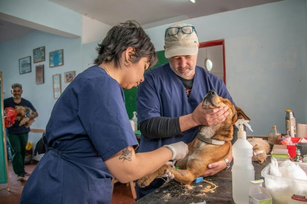 Comment choisir un vétérinaire en fonction des besoins spécifiques de mon chien ?