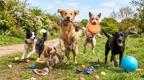 Des chiens fous de joie : les accessoires indispensables !